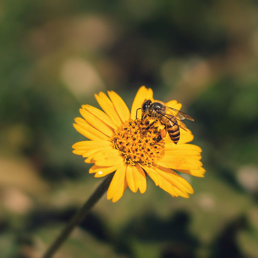 The Vital Role of Bees in Our Environment